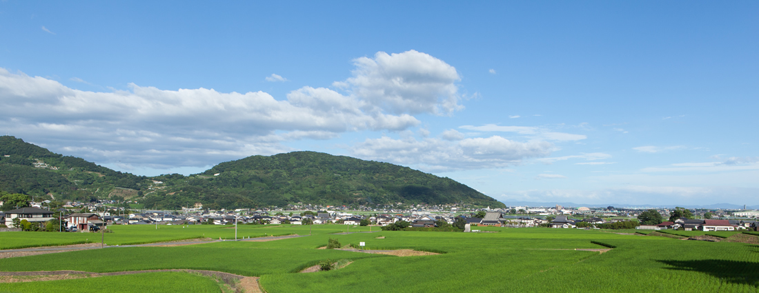 田んぼの風景