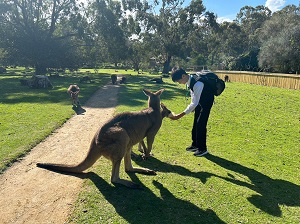 6_カンガルーとの出会い_300