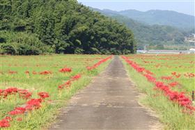 花祭地区の彼岸花