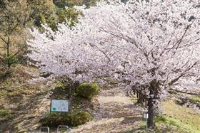 桜山公園写真